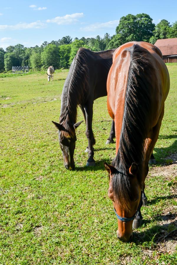 Dublin Farm Bed & Breakfast エクステリア 写真